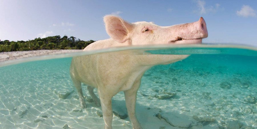 Oink My God - Los Mejores Blogs de Marketing Online en español del 2016